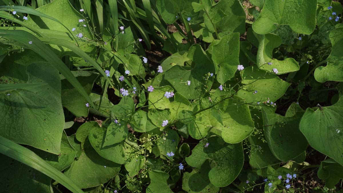 Brunnera macrophylla