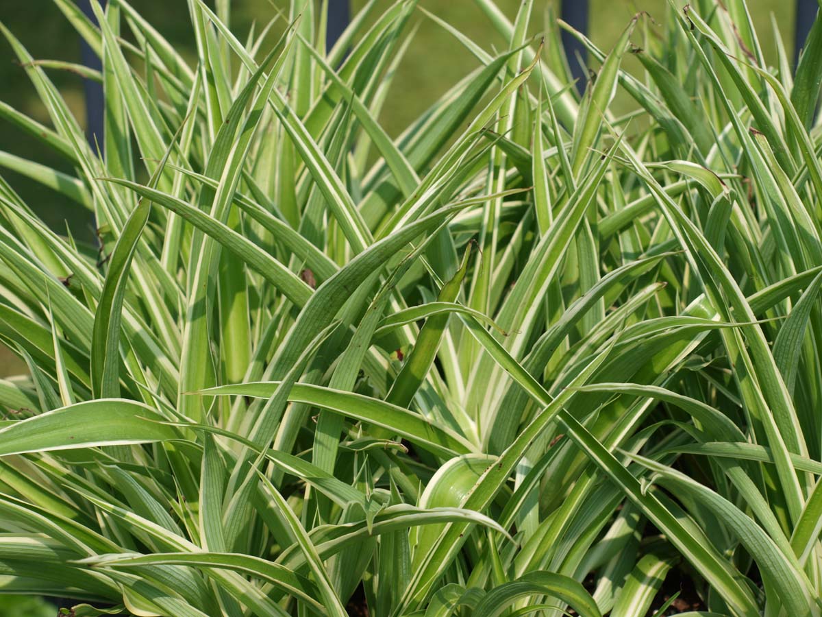 carex morrowii 'variegata Carex morrowii 'Variegata'