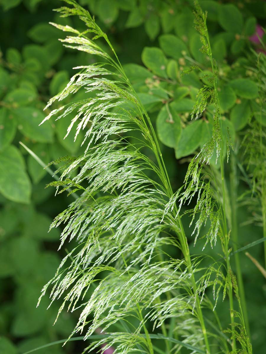 Deschampsia cespitosa 'Goldschleier'