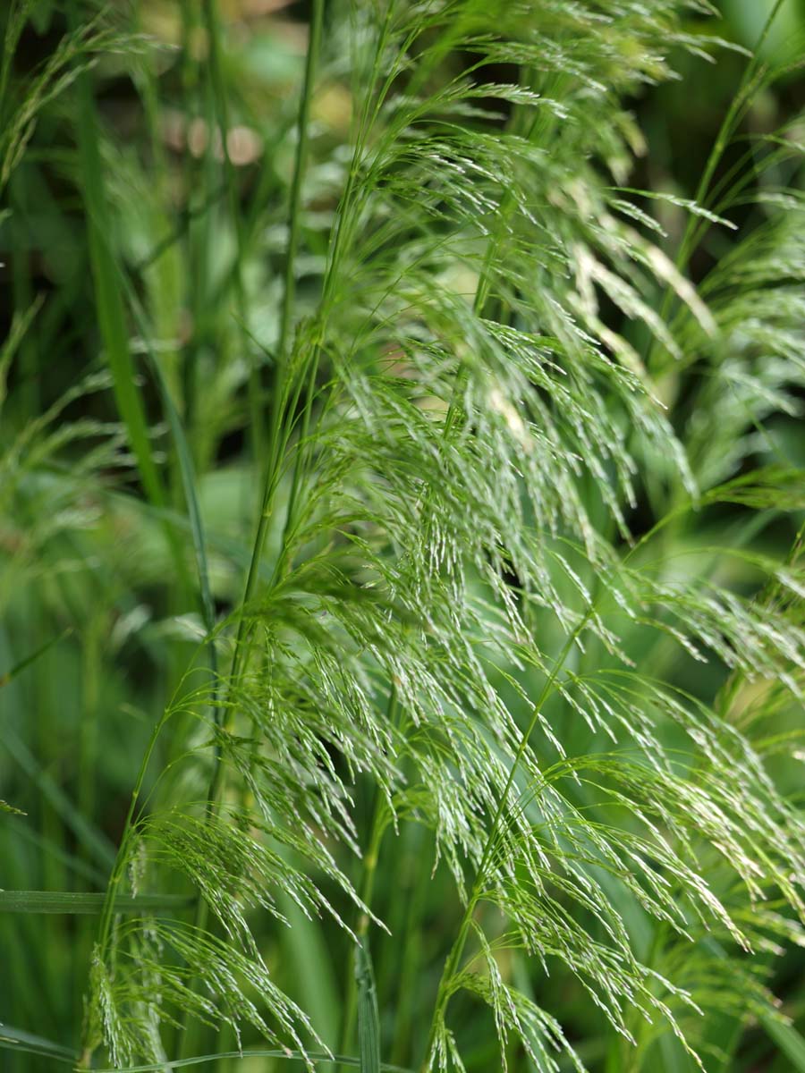 Deschampsia cespitosa 'Goldschleier'