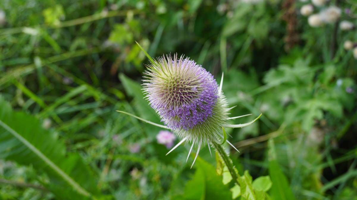 Dipsacus fullonum