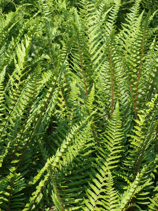 Dryopteris filix-mas
