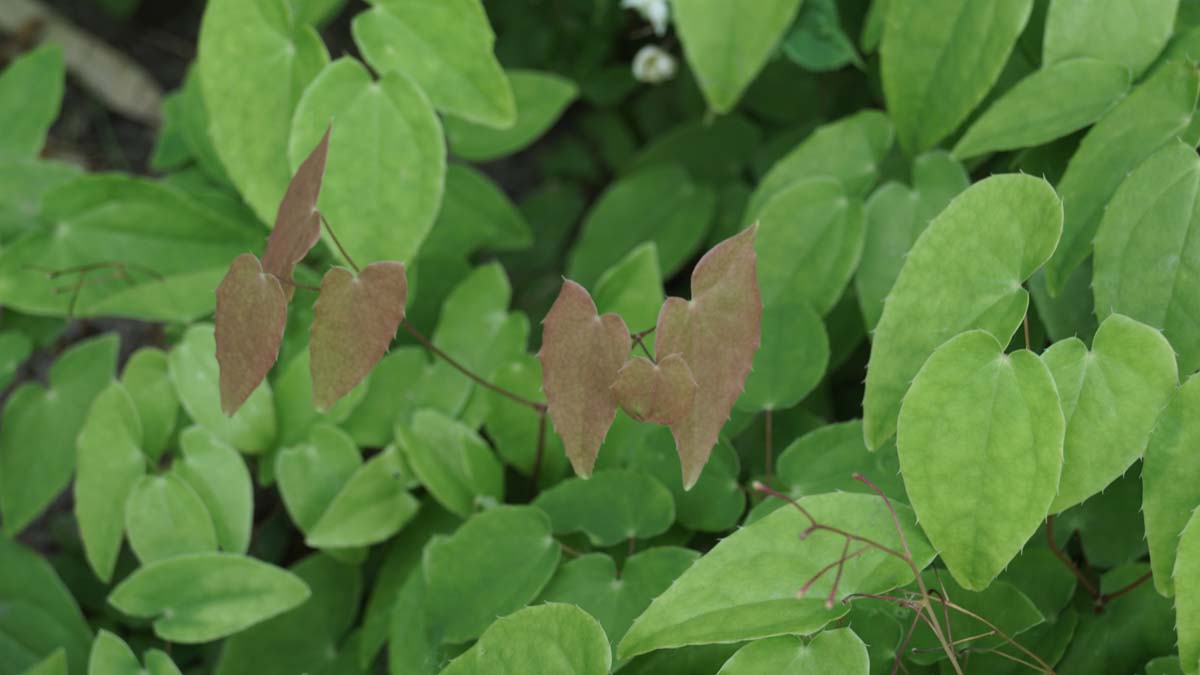 Epimedium youngianum 'Niveum'