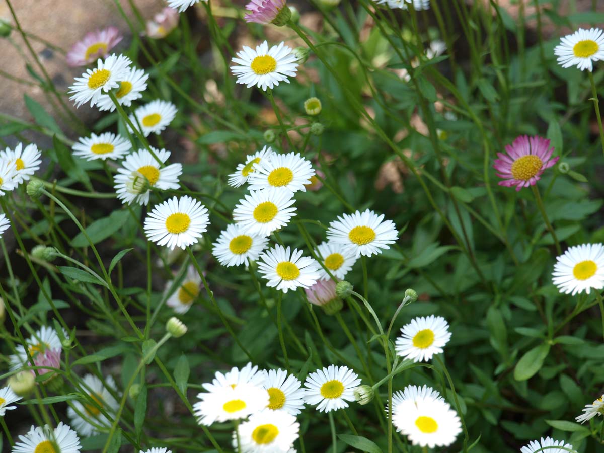 Erigeron karvinskianus