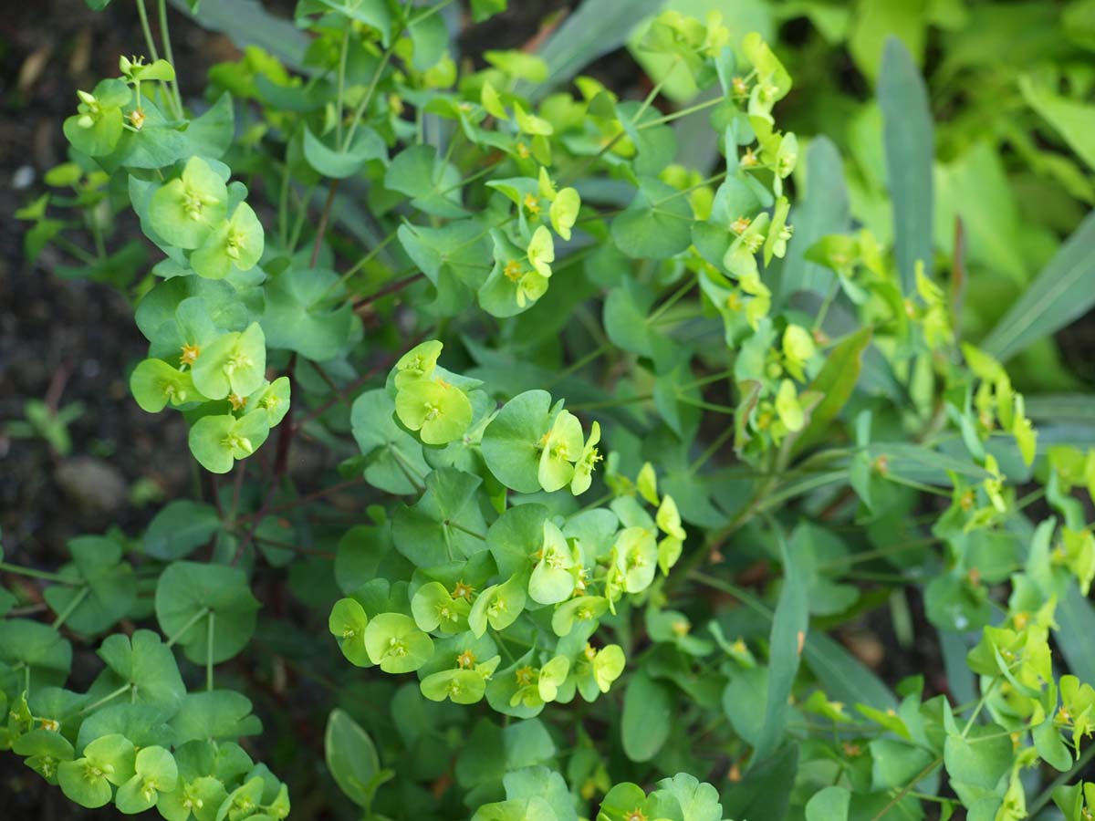Euphorbia amygdaloides robbiae