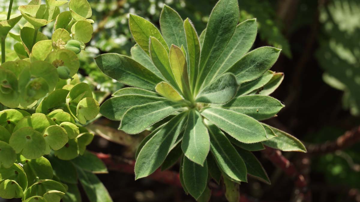 Euphorbia amygdaloides robbiae