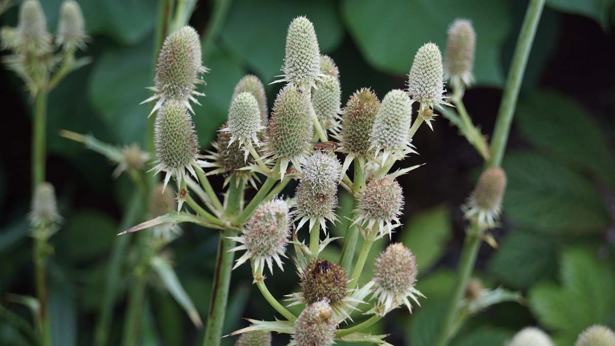 Eryngium agavifolium