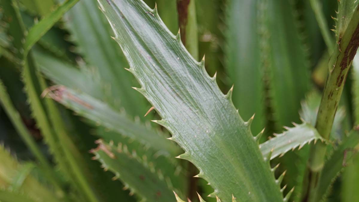 Eryngium agavifolium