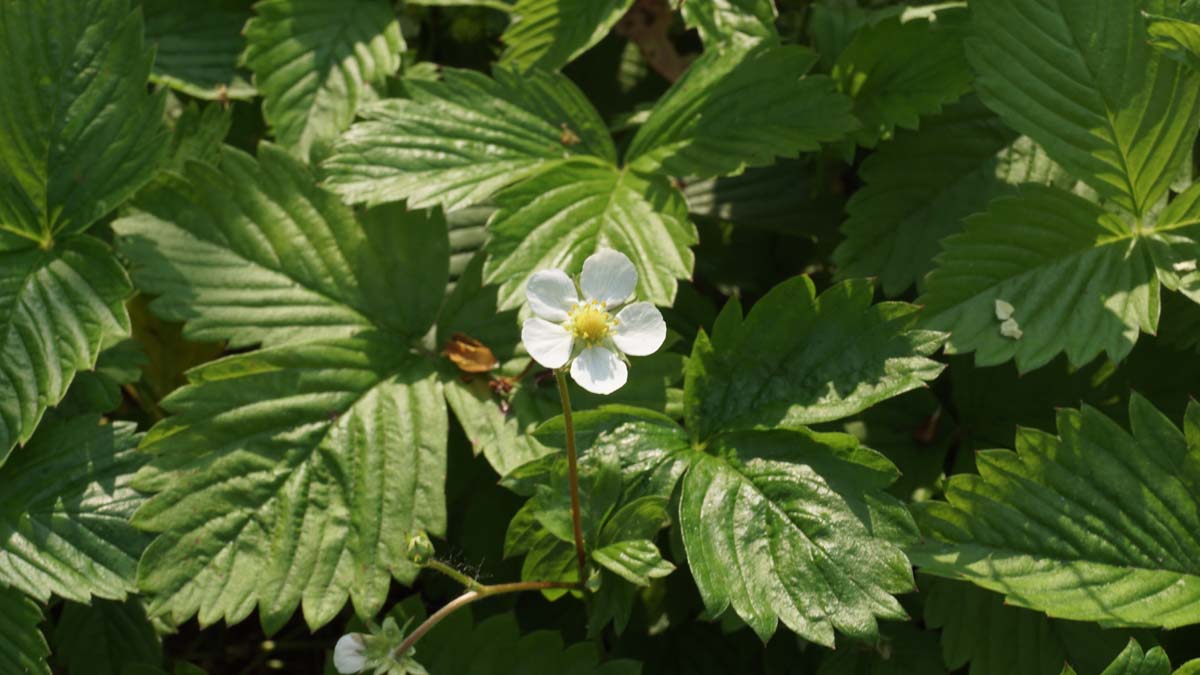 Fragaria vesca