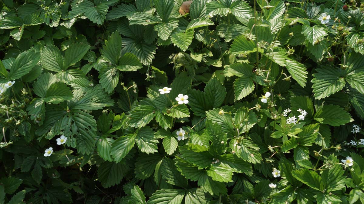 Fragaria vesca