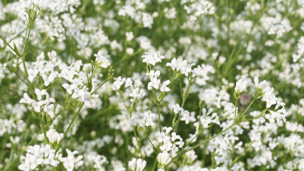 Galium mollugo