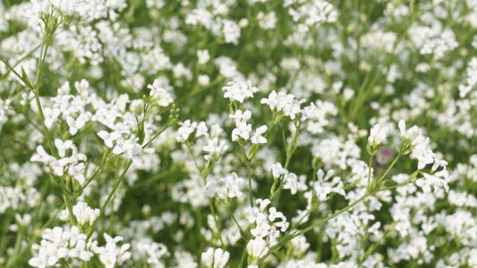 Galium mollugo