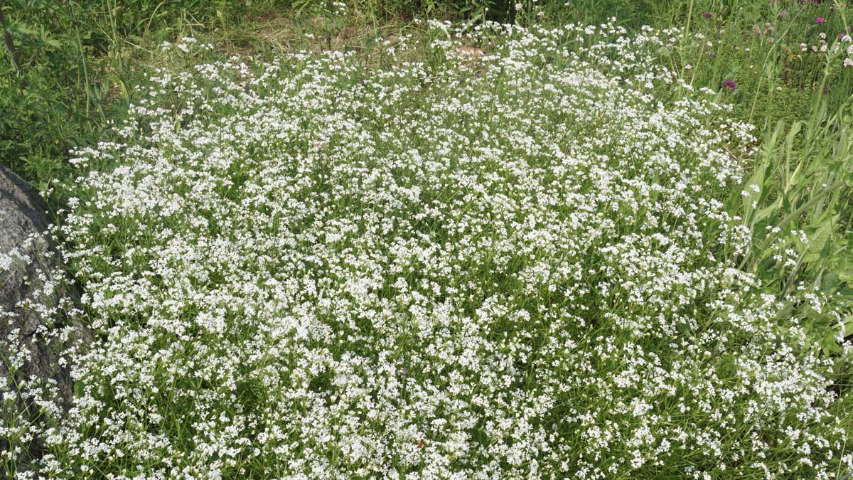 Galium mollugo