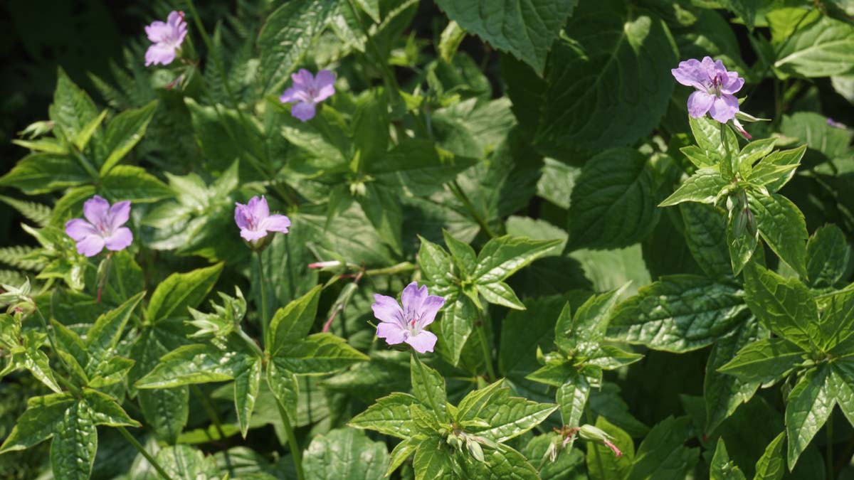 Geranium nodosum