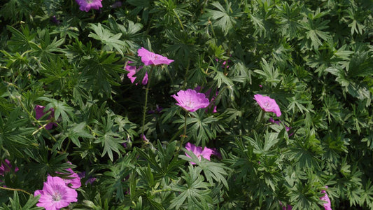 Geranium sanguineum