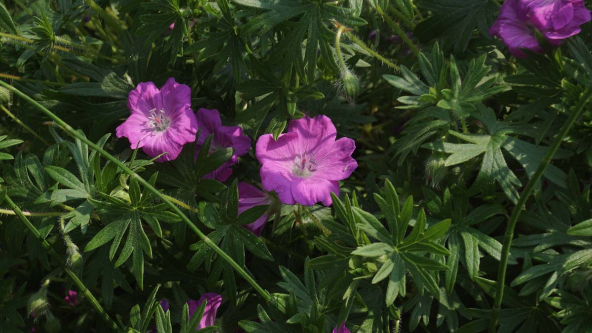 Geranium sanguineum