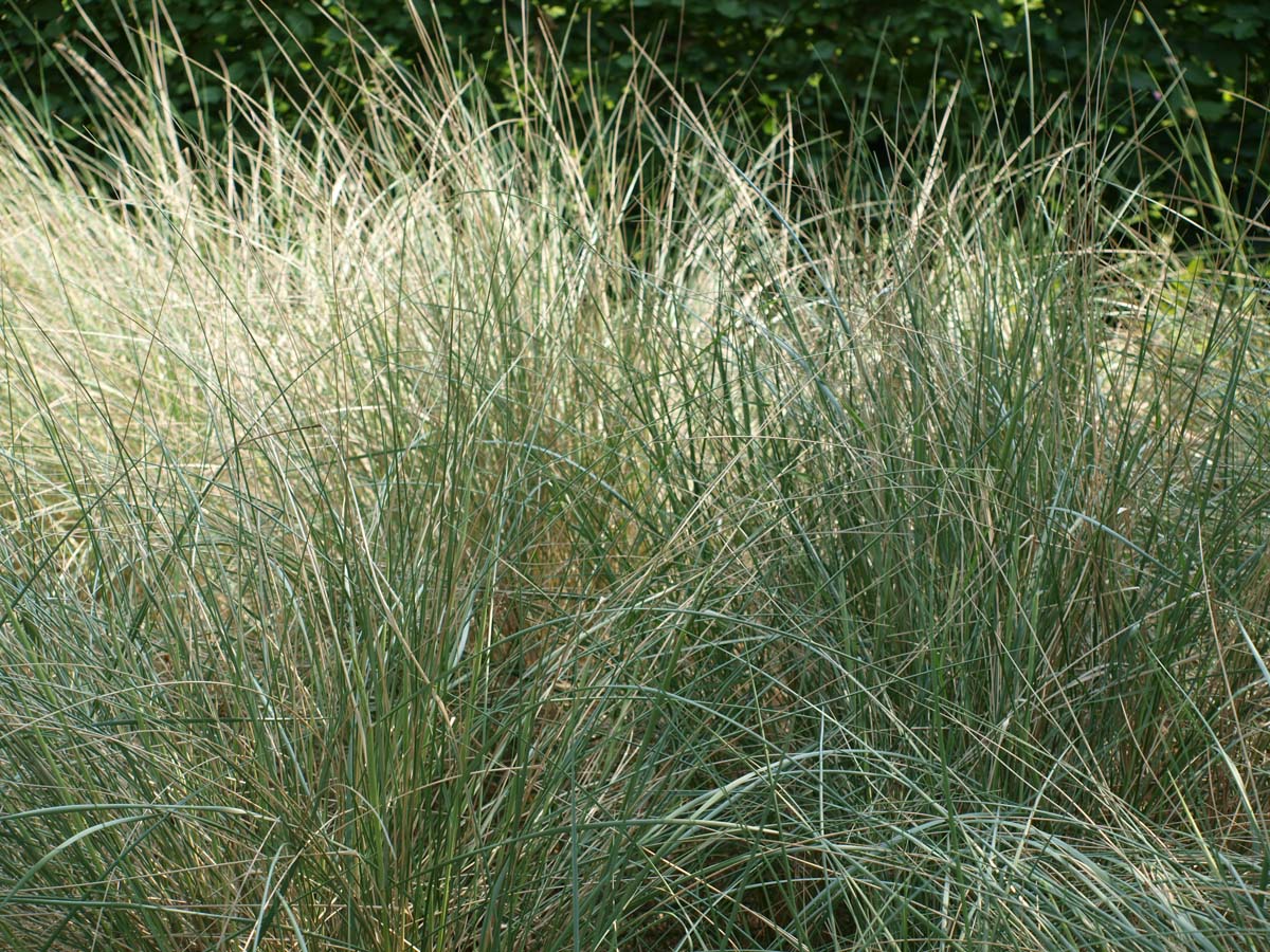 Helictotrichon sempervirens