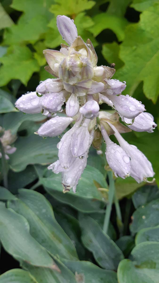 Hosta 'Blue Angel'