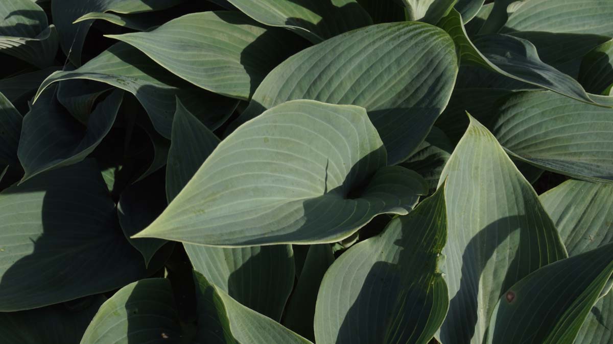 Hosta 'Blue Angel'