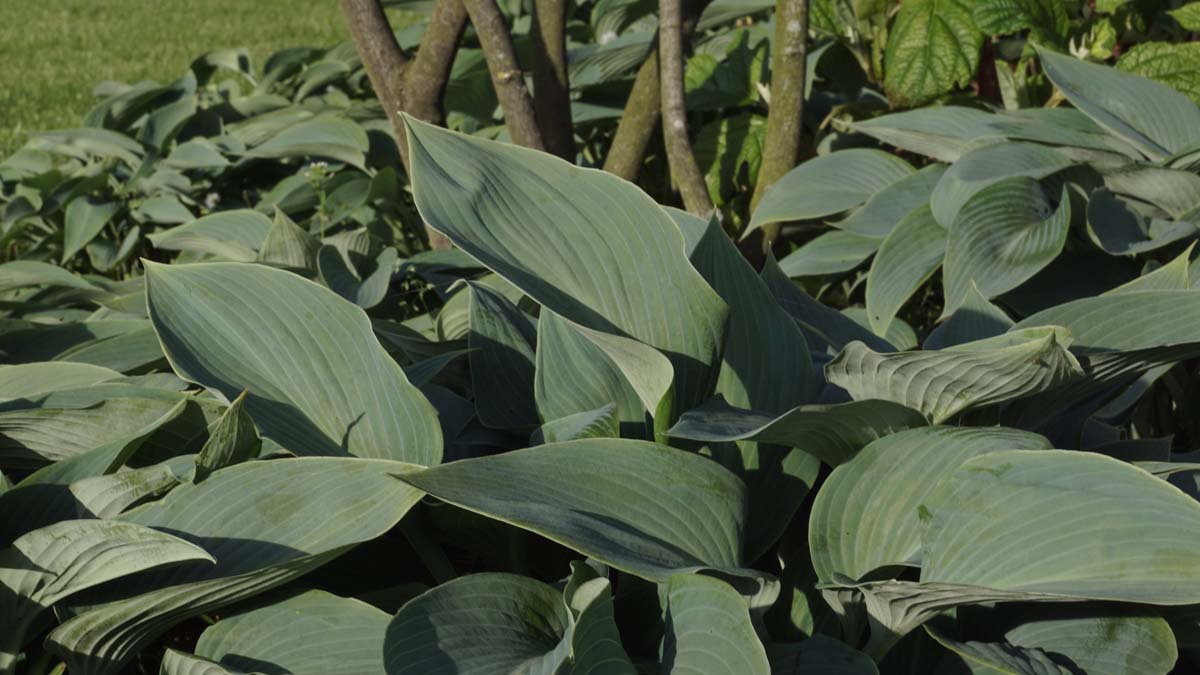 Hosta 'Blue Angel'