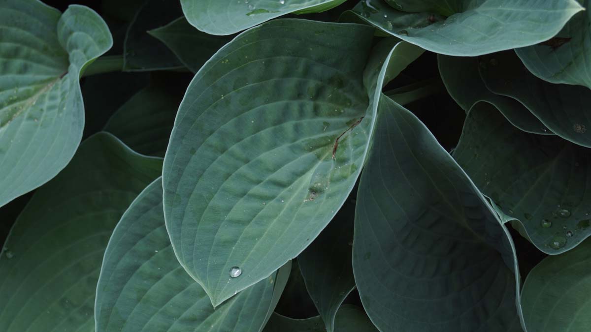 Hosta 'Halcyon'