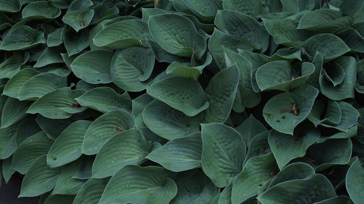 Hosta 'Halcyon'