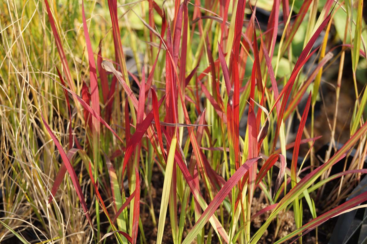 Imperata cylindrica 'Red Baron' op stam blad