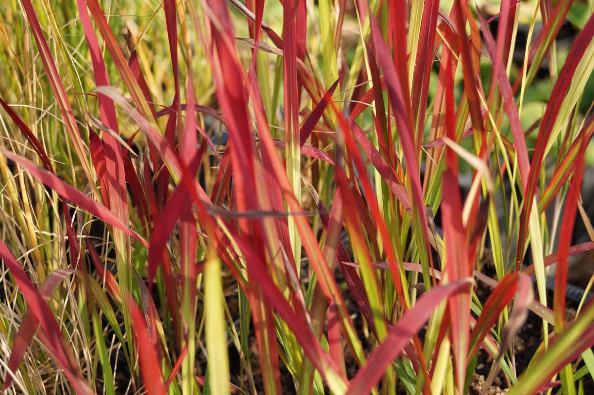 Imperata cylindrica 'Red Baron' op stam blad