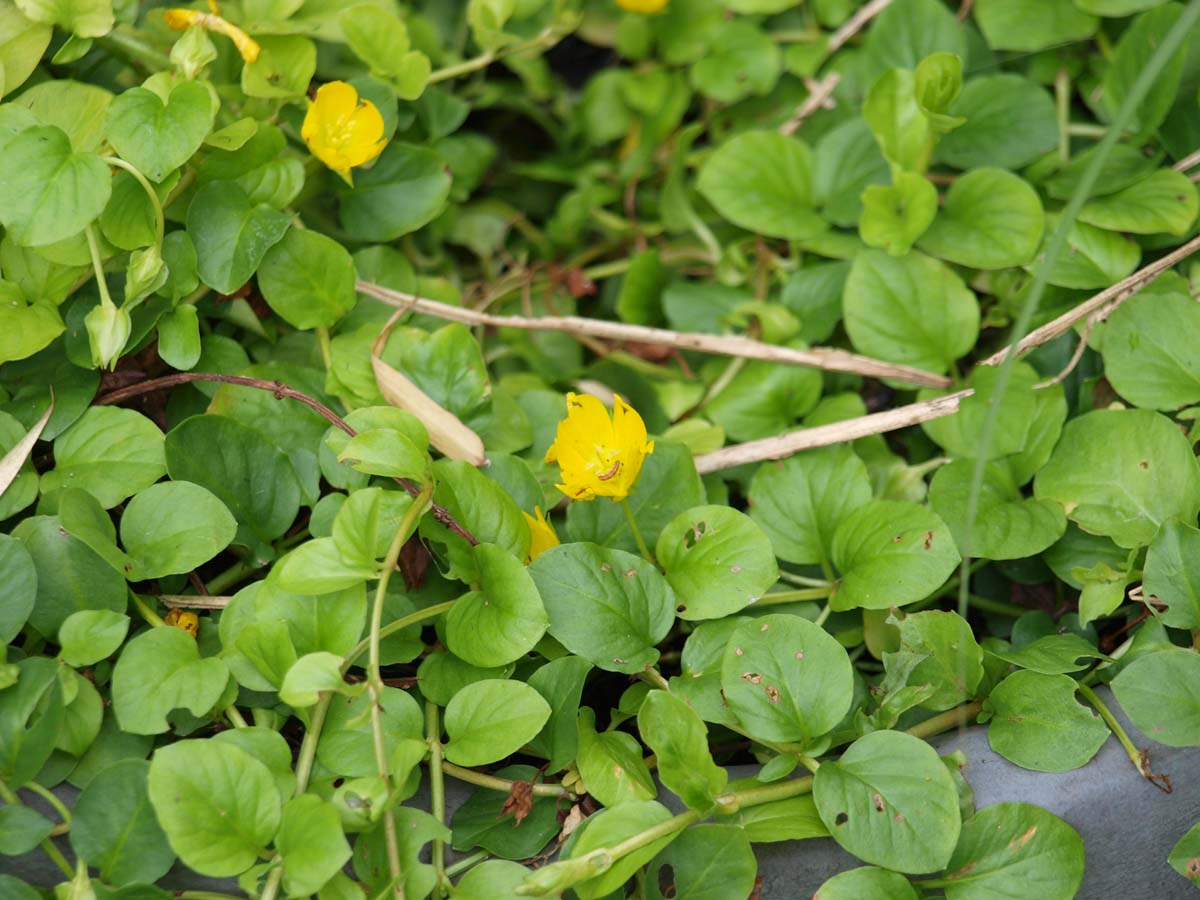 Lysimachia nummularia