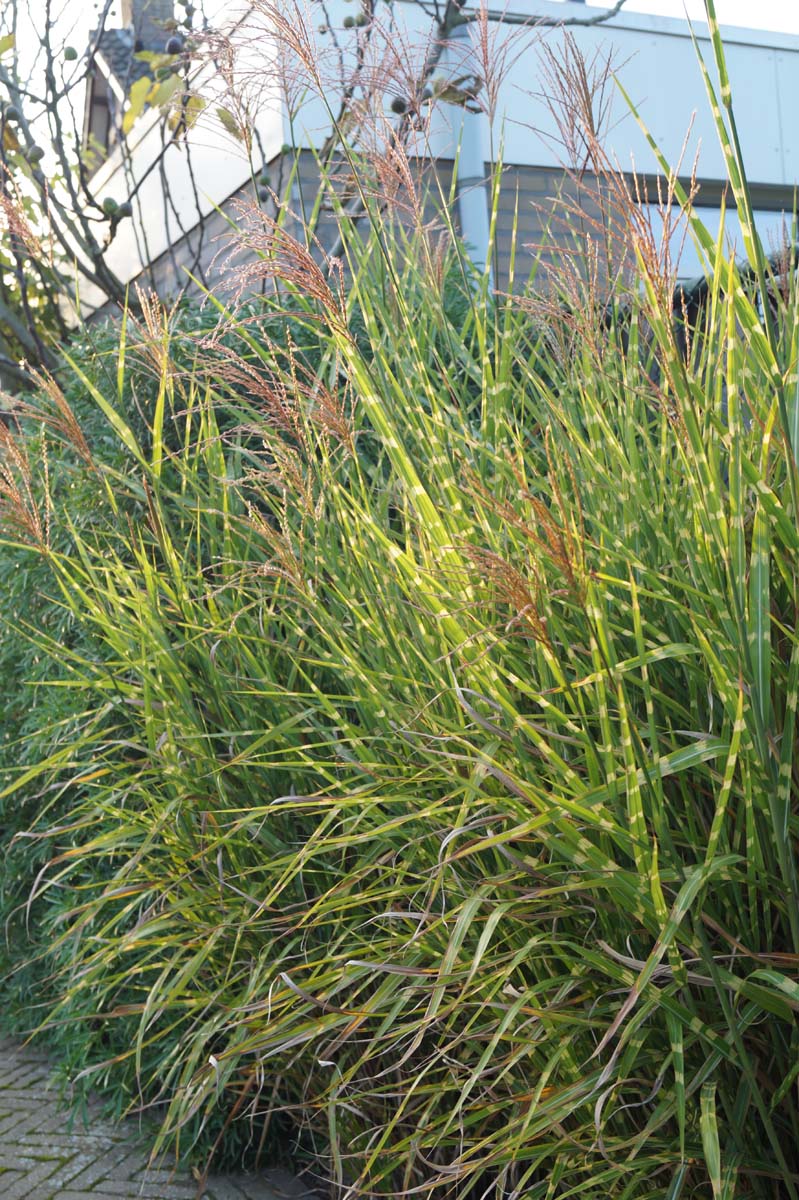Miscanthus sinensis 'Strictus'