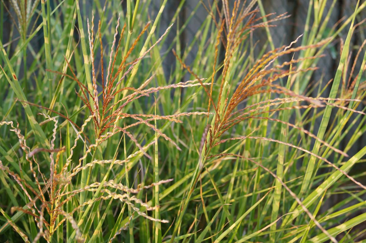 Miscanthus sinensis 'Strictus'