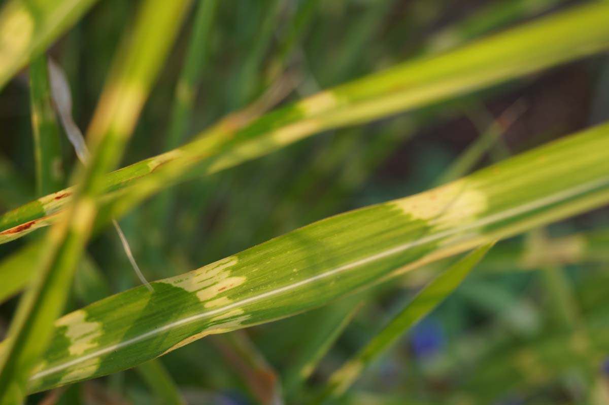 Miscanthus sinensis 'Strictus'