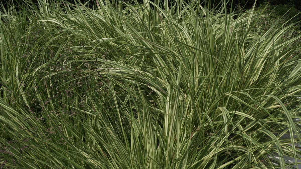 Molinia caerulea 'Variegata'