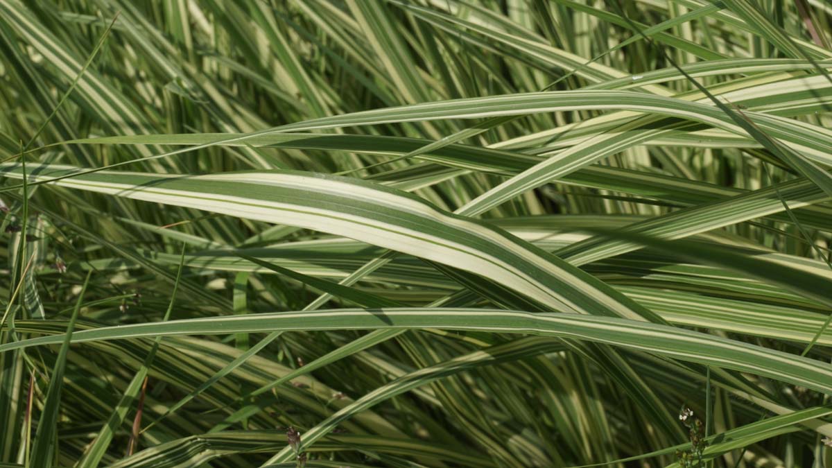 Molinia caerulea 'Variegata'
