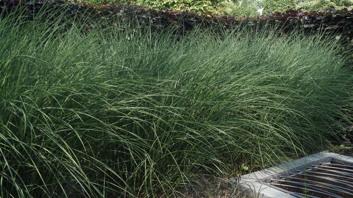 Miscanthus sinensis 'Krater'