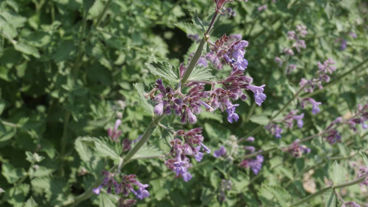 Nepeta faassenii bloem