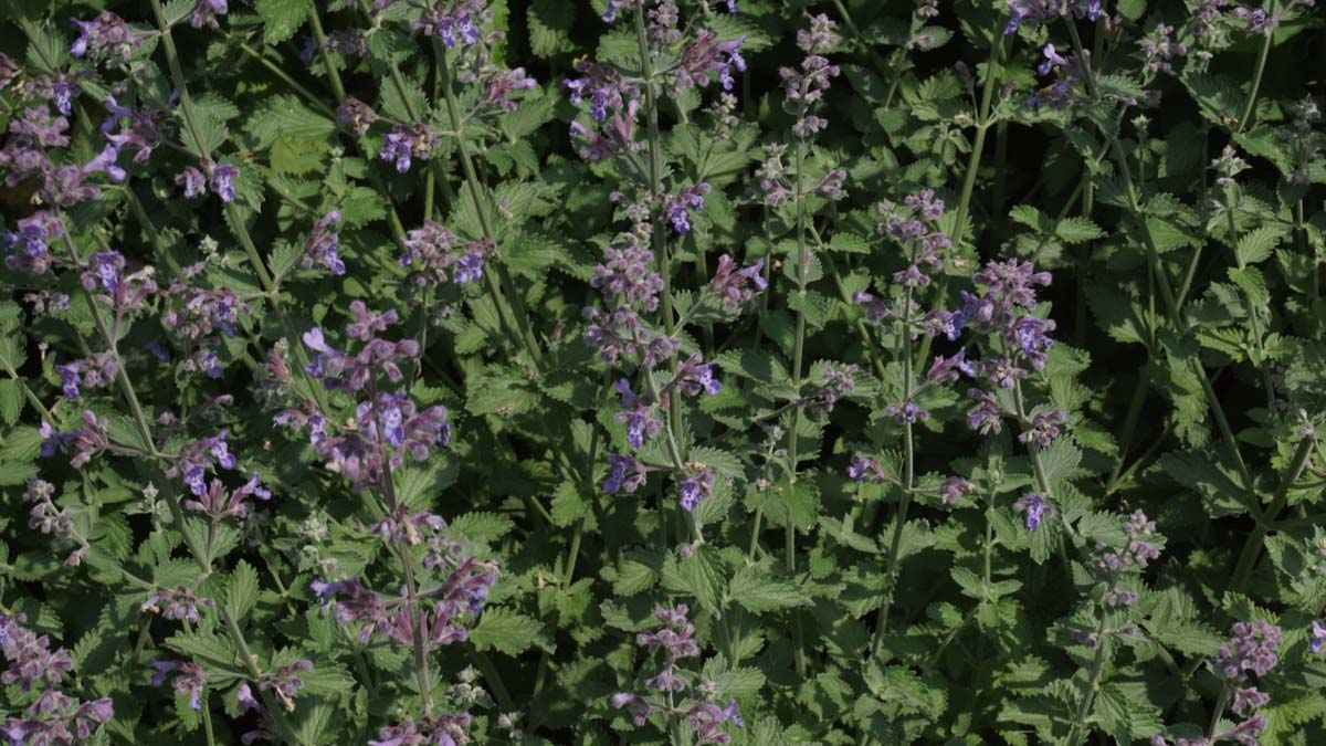 Nepeta faassenii bloesem