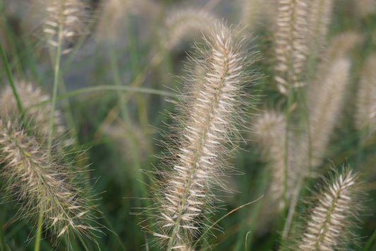 Pennisetum alopecuroides 'Hameln'