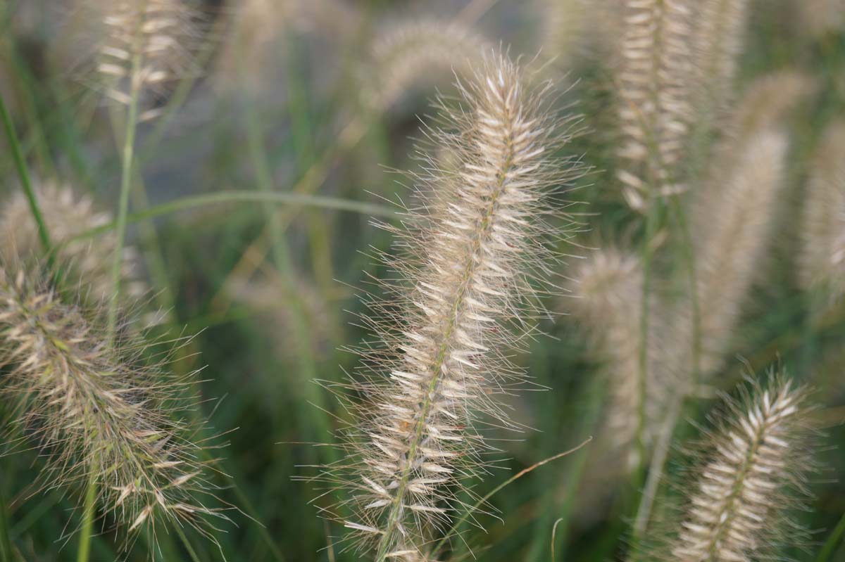 Pennisetum alopecuroides 'Hameln'