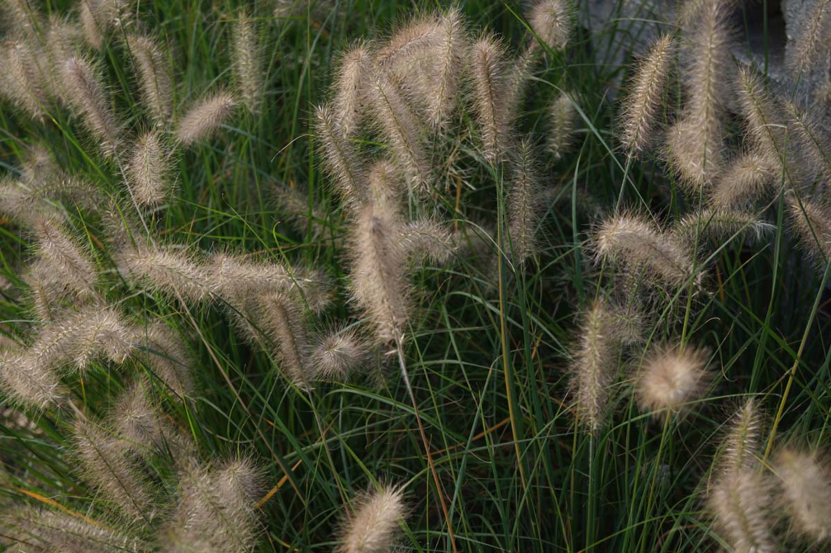 Pennisetum alopecuroides 'Hameln'