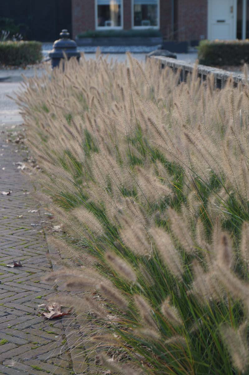 Pennisetum alopecuroides 'Hameln'