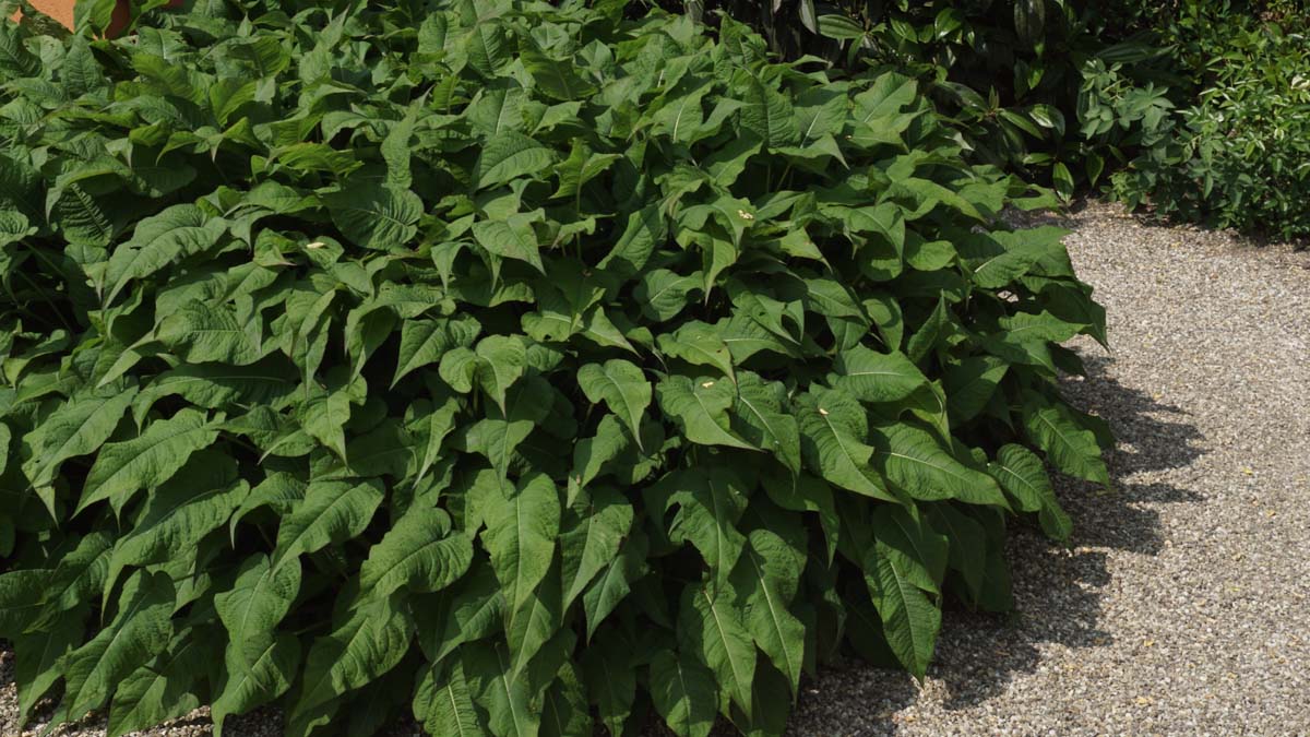 Persicaria amplexicaulis 'Rosea'