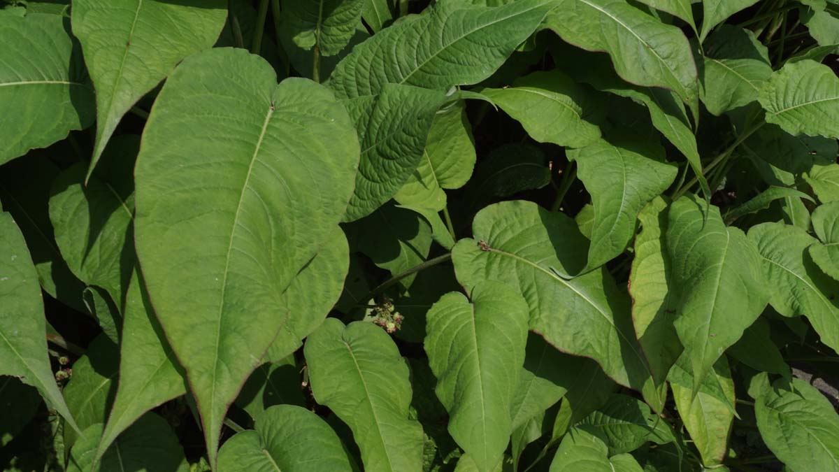 Persicaria amplexicaulis 'Rosea'