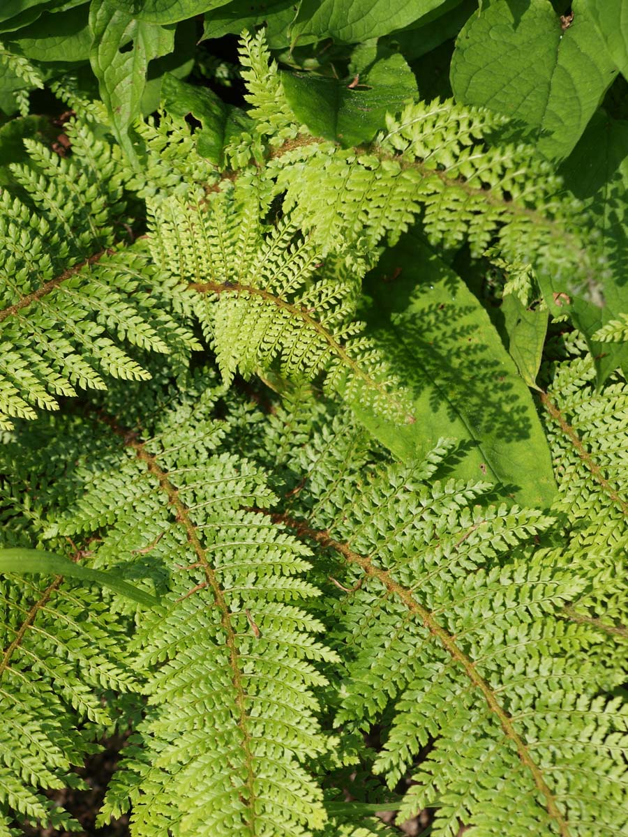 Polystichum setiferum