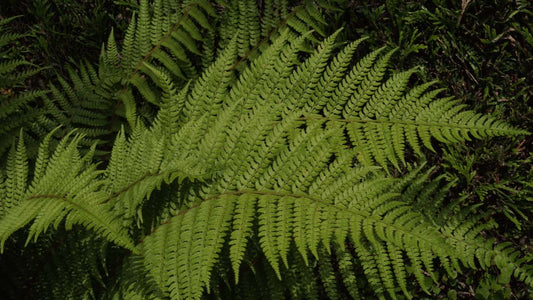 Polystichum setiferum 'Herrenhausen'