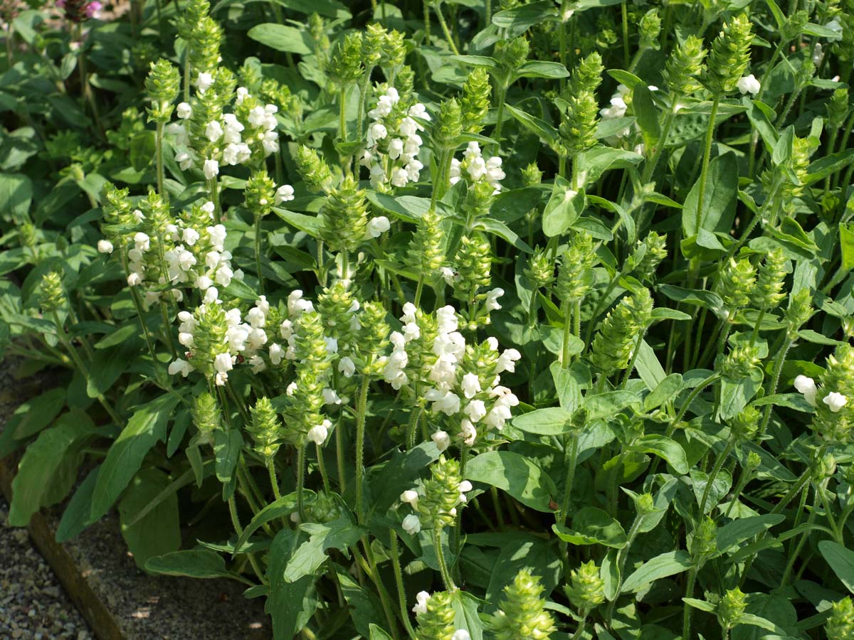 Prunella grandiflora 'Alba'