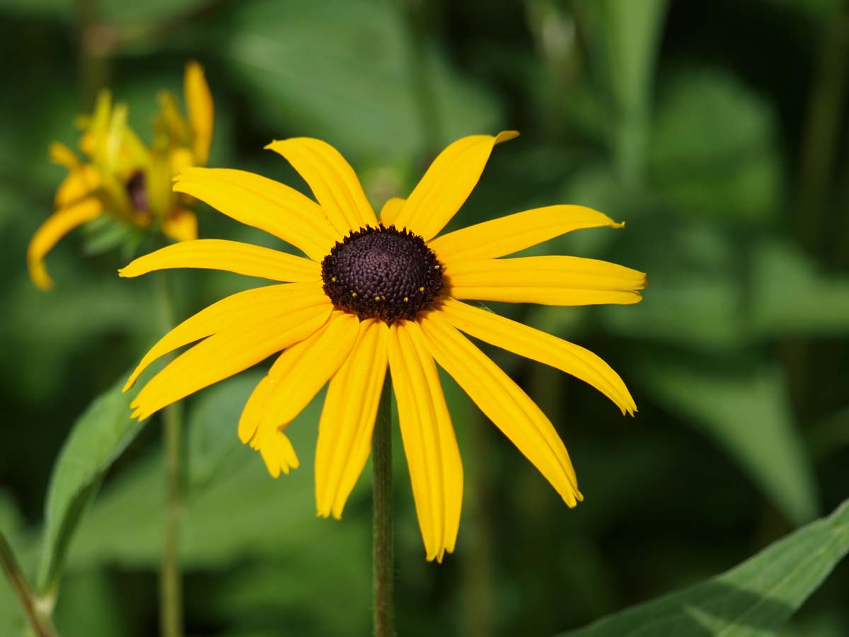 Rudbeckia fulgida 'Goldsturm'