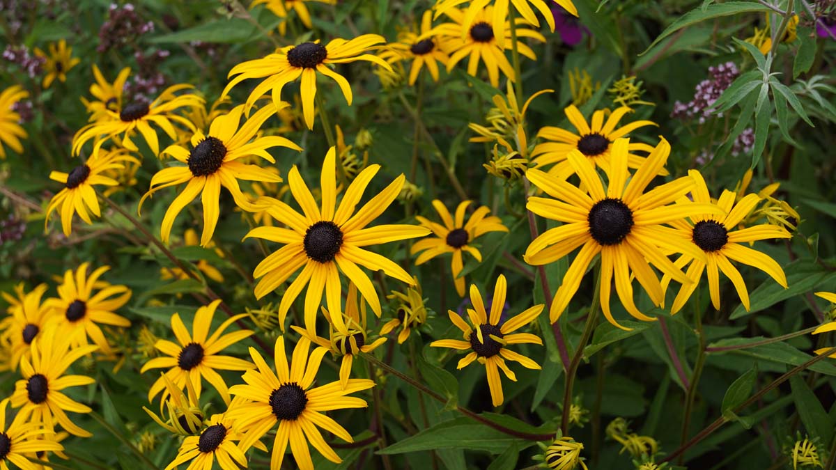 Rudbeckia fulgida 'Goldsturm'