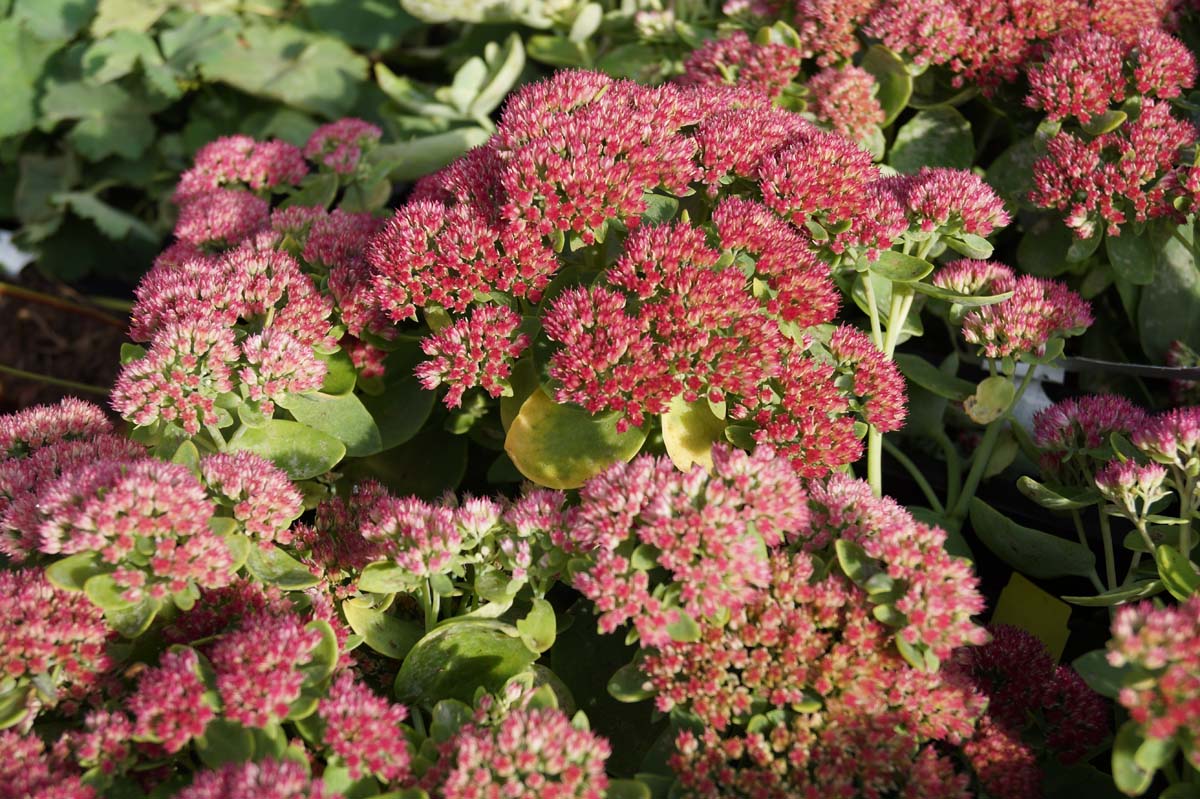 Sedum 'Herbstfreude' bloem