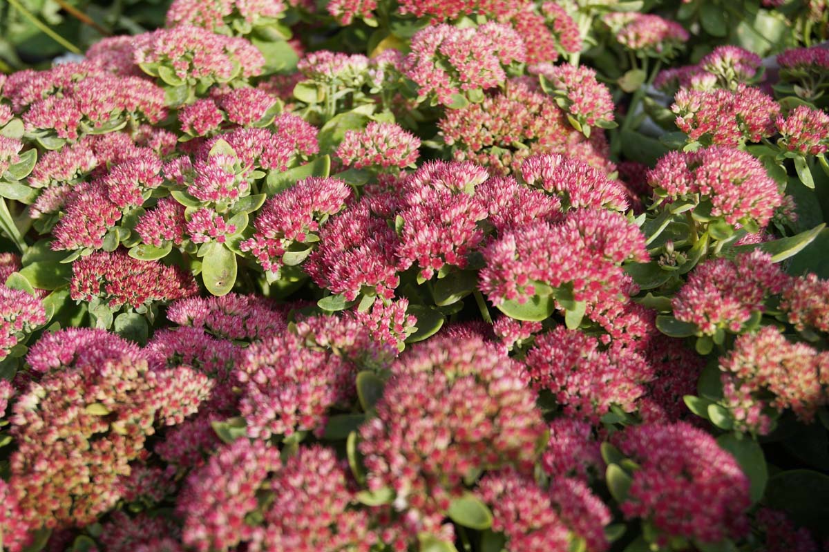 Sedum 'Herbstfreude' bloem